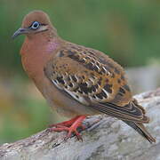 Tourterelle des Galapagos