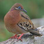 Tourterelle des Galapagos