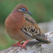 Tourterelle des Galapagos
