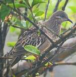 Tourterelle des Galapagos