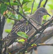 Tourterelle des Galapagos