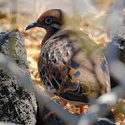 Tourterelle des Galapagos