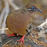 Tourterelle des Galapagos