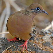 Tourterelle des Galapagos