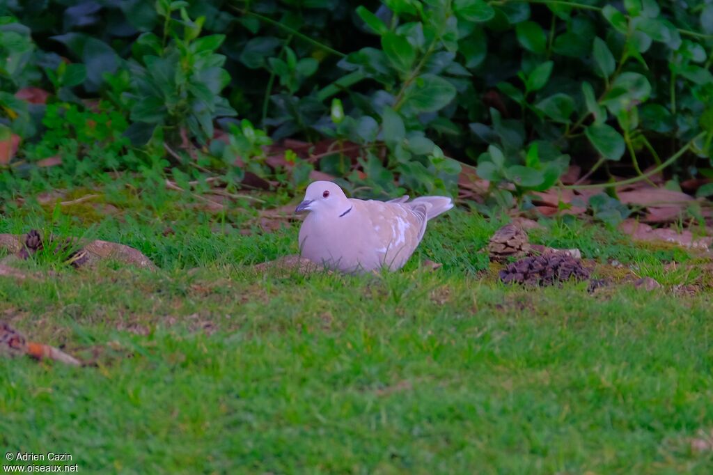 African Collared Doveadult