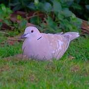 African Collared Dove