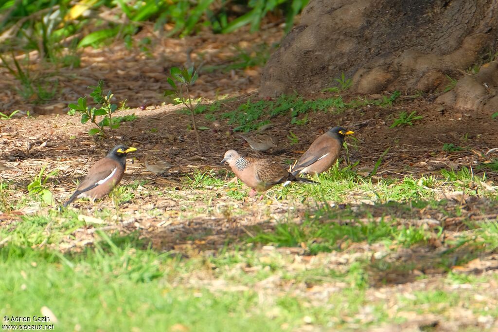 Spotted Dove