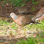 Spotted Dove