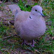 Eurasian Collared Dove