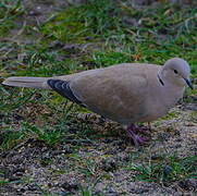 Eurasian Collared Dove