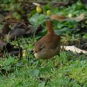 Eurasian Wren