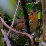 Troglodyte montagnard
