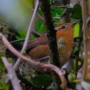 Troglodyte montagnard