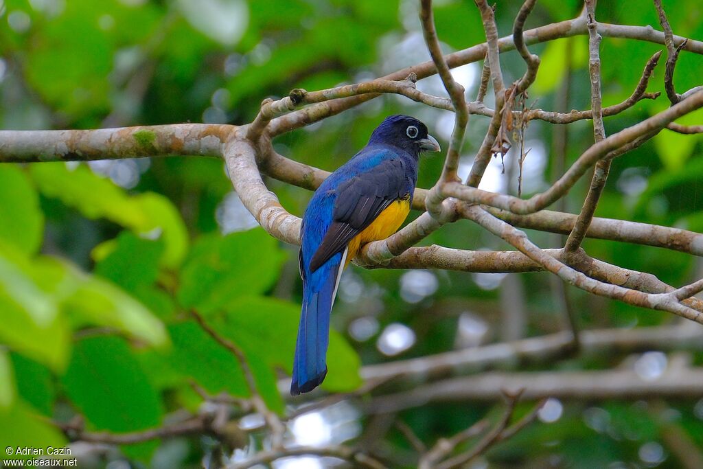 Trogon à queue blanche mâle adulte, identification