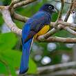 Trogon à queue blanche