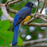 Trogon à queue blanche