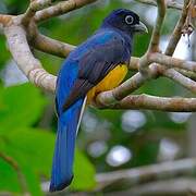 Trogon à queue blanche