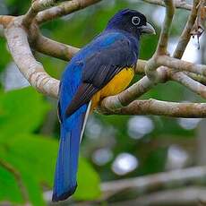 Trogon à queue blanche