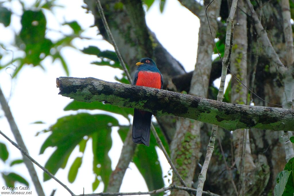 Black-tailed Trogon male adult