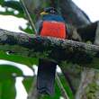 Trogon à queue noire