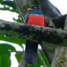 Trogon à queue noire