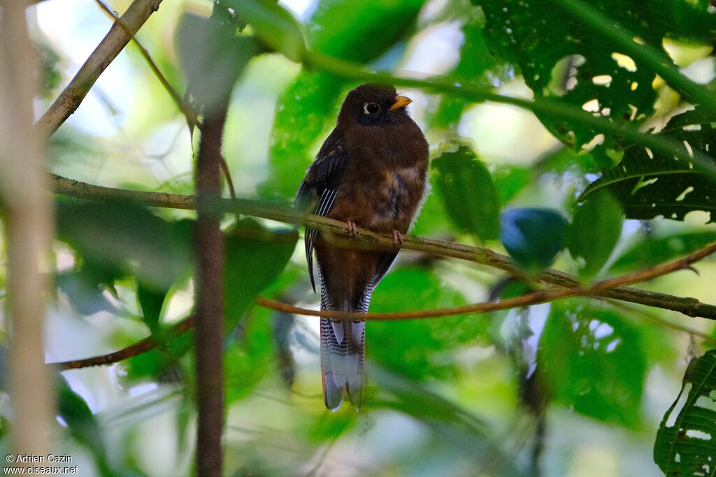Trogon masquéjuvénile