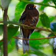 Trogon masqué