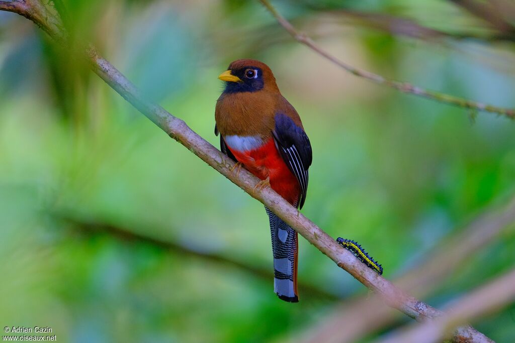 Trogon masqué femelle adulte, identification