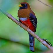 Trogon masqué
