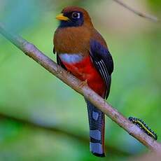 Trogon masqué