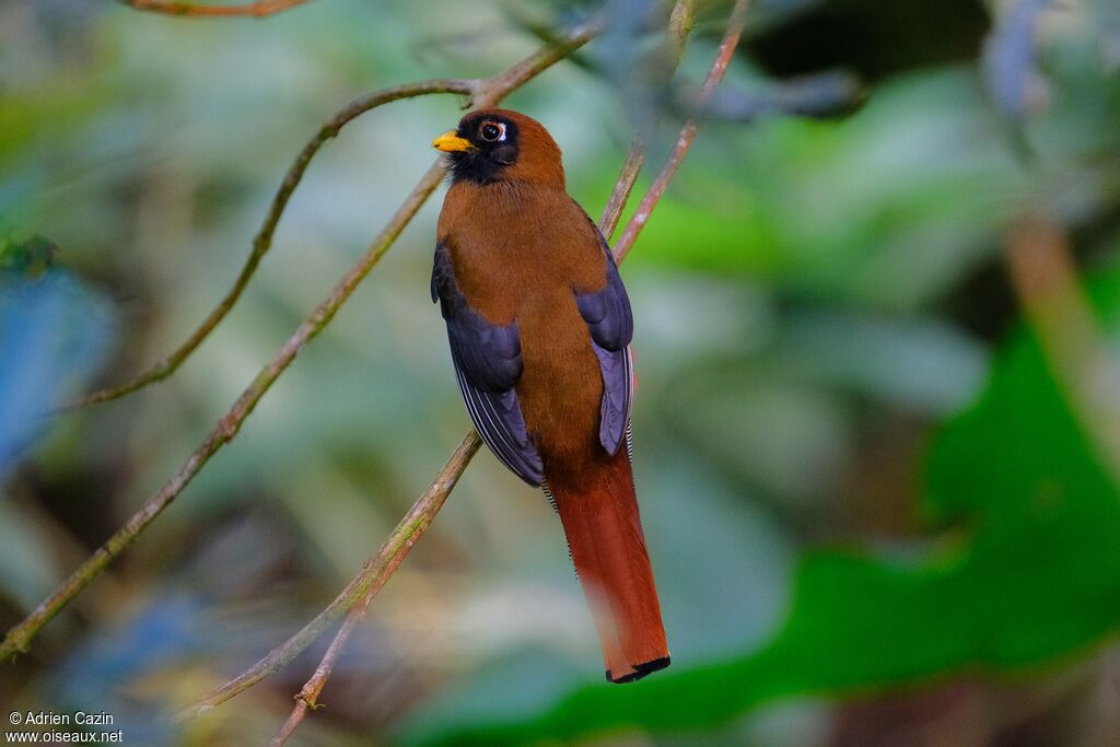 Trogon masqué femelle adulte