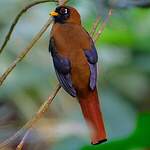 Trogon masqué
