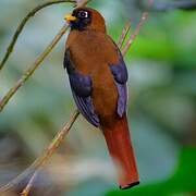 Trogon masqué