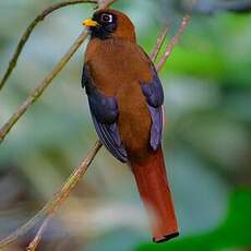 Trogon masqué