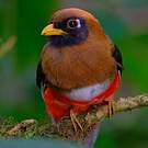 Trogon masqué