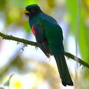 Trogon masqué