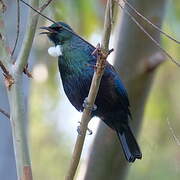 Tui