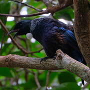 Tui