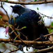 Tui