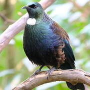 Tui