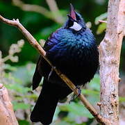 Tui