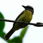 Tyran à ventre d'or