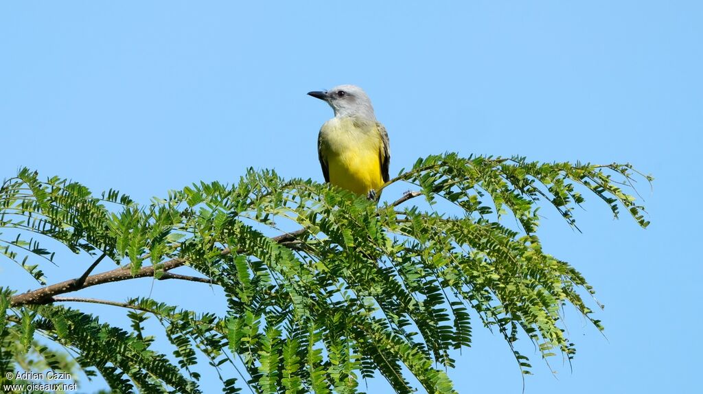 Tropical Kingbirdadult