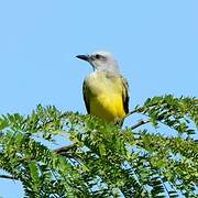 Tropical Kingbird