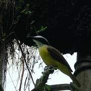 Great Kiskadee