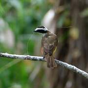 Great Kiskadee