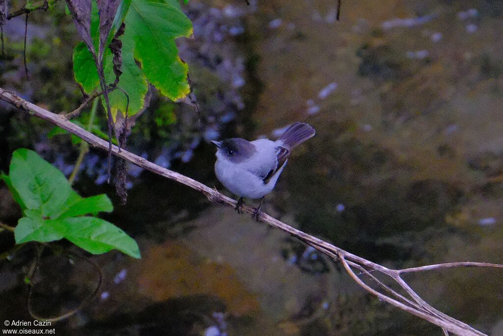 Tyranneau des torrentsadulte