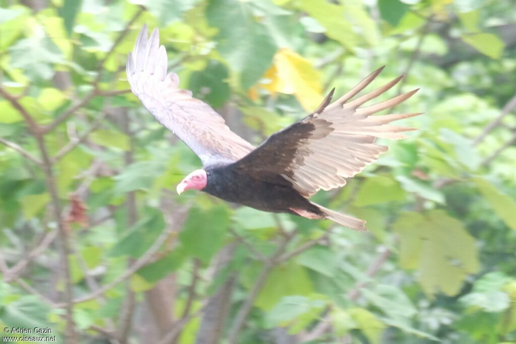 Urubu à tête rouge