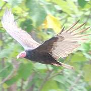 Turkey Vulture