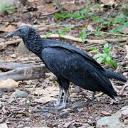 Black Vulture